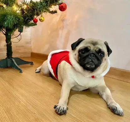 Roupa Fantasia de Natal Papai Noel para Pets | Para Porte pequeno, médio e grande