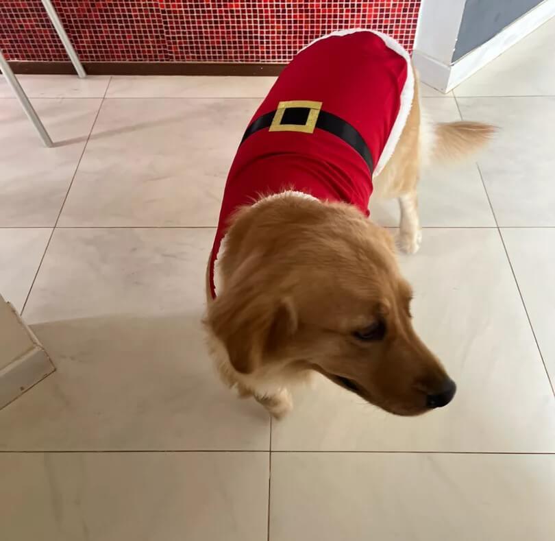 Roupa Fantasia de Natal Papai Noel para Pets | Para Porte pequeno, médio e grande